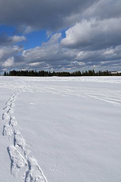 Snowshoe tracks in a field by Claude Laprise