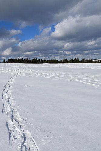 Sneeuwschoensporen in een veld