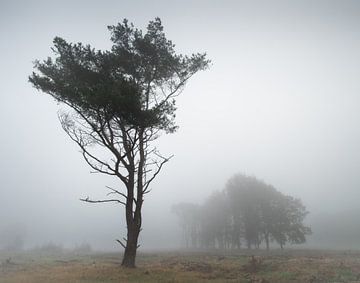 Lone Foggy Tree