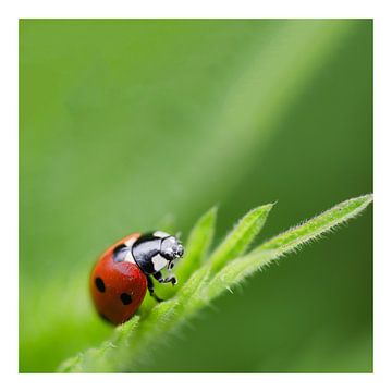 Coccinelles sur Philippe verspeek
