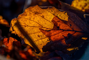 Blad in de zon