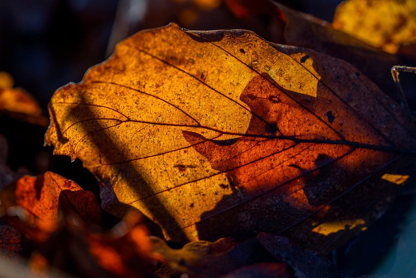 Blatt in der Sonne von Fred Leeflang