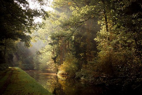 Mystical sun-harps in spooky Autumn forest with a stream