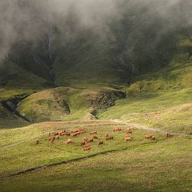 bruine koeien op weide in de Alpen van anton havelaar