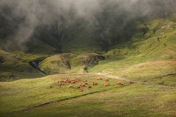 bruine koeien op weide in de Alpen van anton havelaar