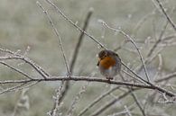 Robin sur une branche givrée. par Anneke Hooijer Aperçu