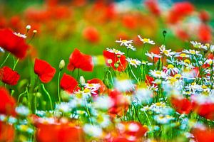Kamillenblumen und Mohnblumen
