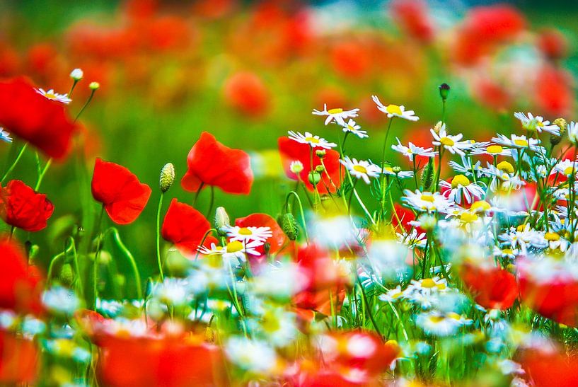 Chamomile flowers and poppies by Norbert Sülzner