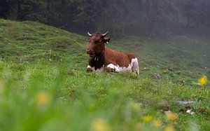 Kuh auf der Weide von Oli N