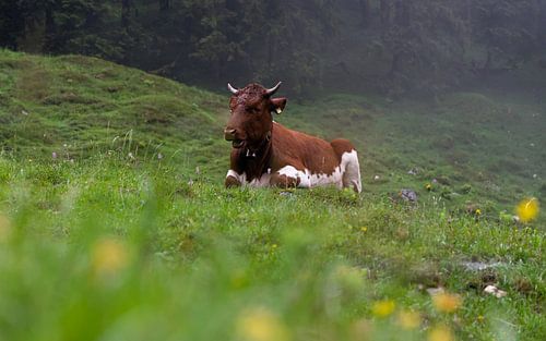 Cow in the pasture by Oli N
