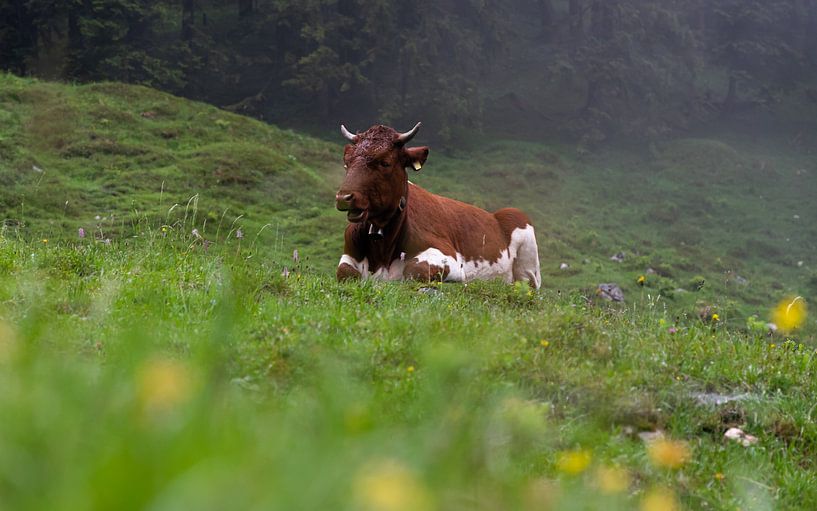 Vache dans le pâturage par Oli N