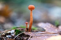 Orange Pilz