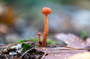 Oranje paddenstoel van Ben Bolwerk