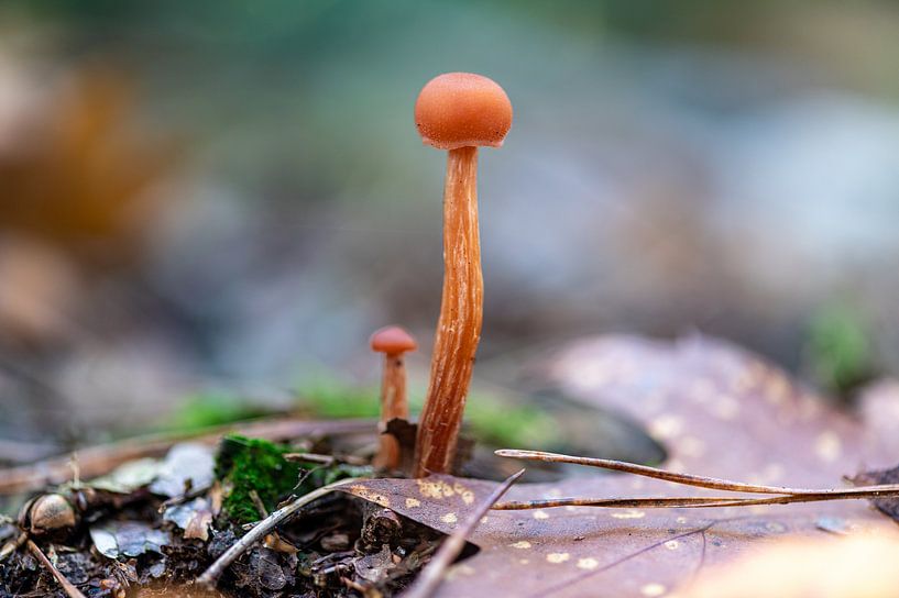 Champignon orange par Ben Bolwerk
