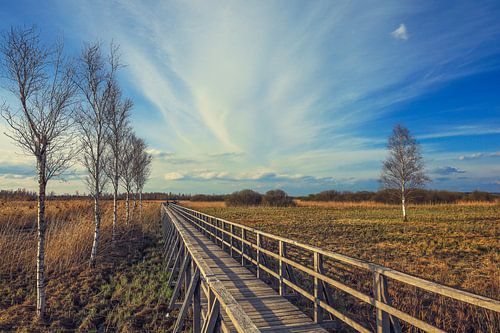 Rietlandschap met moerasberken en voetgangersbrug over de Federsee bij Bad Buchau - Baden-Württemberg
