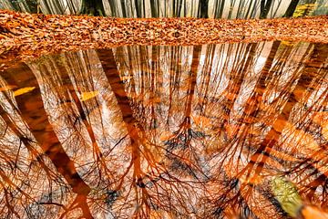 Reflexion in einer Pfütze von Buchenbäumen in einem alten Wald während eines nebeligen Morgens im He von Sjoerd van der Wal Fotografie