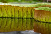 Victoria leaf