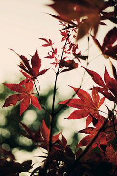 Not Quite Autumn by Insolitus Fotografie
