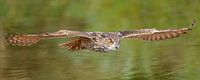 Floating Eagle Owl. by Jaap van den Berg thumbnail