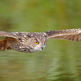 Hibou aigle flottant. sur Jaap van den Berg