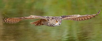 Floating Eagle Owl. by Jaap van den Berg