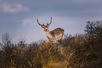 Fallow deer by Pim Leijen