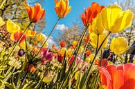 Een kleurrijk veld tulpen van Stedom Fotografie thumbnail