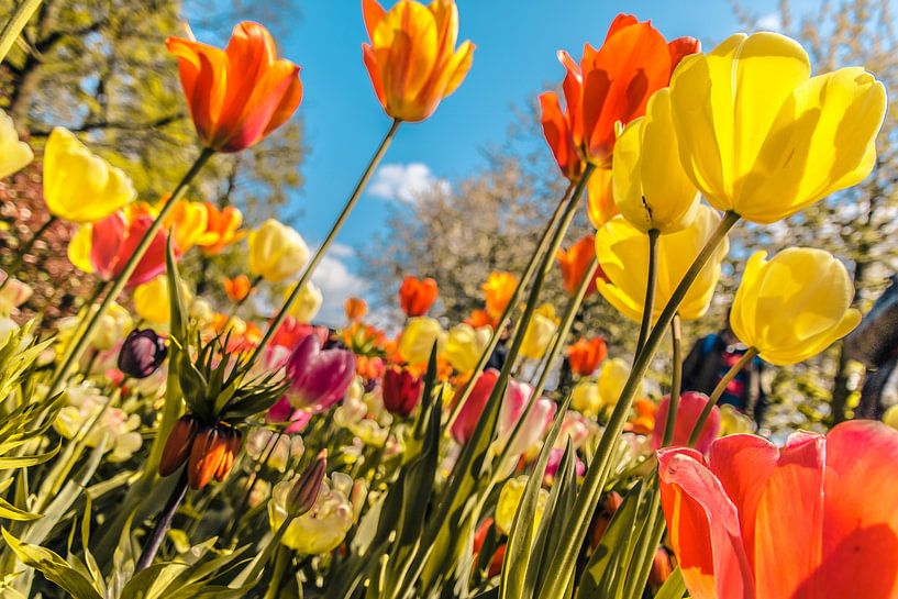 Een kleurrijk veld tulpen van Stedom Fotografie