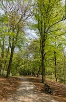 Standing panoramic forest path with bench in the Spanderswoud, 's-Graveland, Wijdemeren, Netherlands