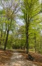 Staand panorama bospad met zitbank in het Spanderswoud, 's-Graveland, Wijdemeren, Netherlands van Martin Stevens thumbnail