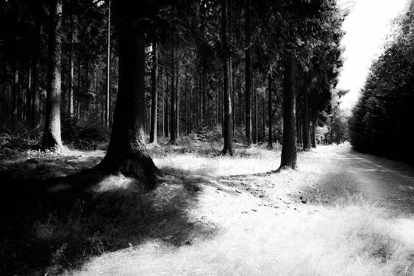 Sentier mystique de la forêt noire et blanche par DiJa Photography