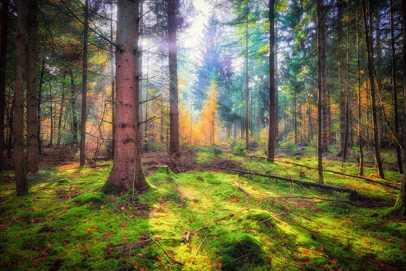 Forest with green moss in autumn by eric van der eijk