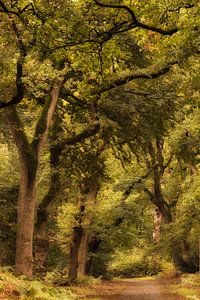 Herbstlicher Wald von Moetwil en van Dijk - Fotografie