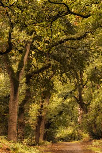 Herfstbos