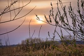 Bomen en riet in het roze en oranje zonlicht. Romantische sfeer.