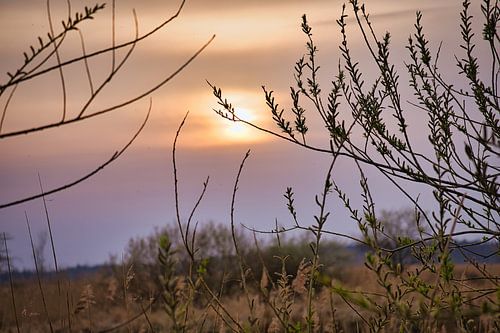 Tree and reeds bathed in pink and orange sunlight. Romantic atmosphere.