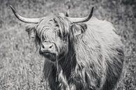 Schotse hooglander met grasspriet, Highlander cow van Michèle Huge thumbnail