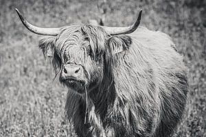 Schotse hooglander met grasspriet, Highlander cow van Michèle Huge