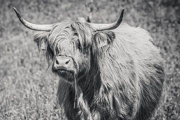 Highlander écossais avec un brin d'herbe, vache Highlander