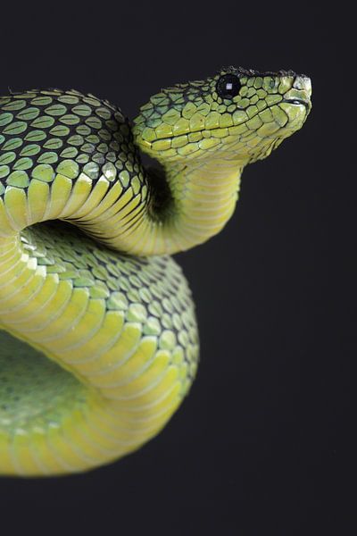 Great Lakes Bush Viper (Atheris nitschei) by Ronald Pol