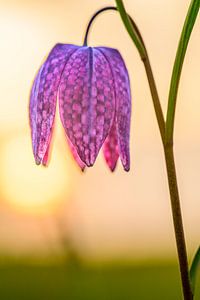Snake's Head Fritillary close up in a meadow during sunset