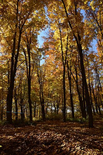 Een suikerstruik in de herfst