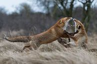 Rotfüchse ( Vulpes vulpes ) während der Ranz bei einer heftigen Auseinandersetzung, Streit, Kampf van wunderbare Erde thumbnail