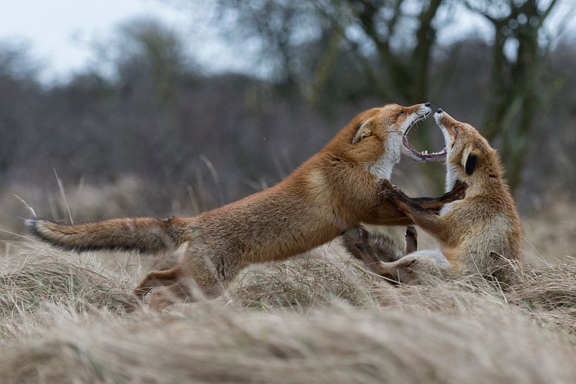 Rotfüchse ( Vulpes vulpes ) während der Ranz bei einer heftigen Auseinandersetzung, Streit, Kampf van wunderbare Erde