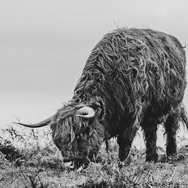 Schotse hooglander 2 van MdeJong Fotografie