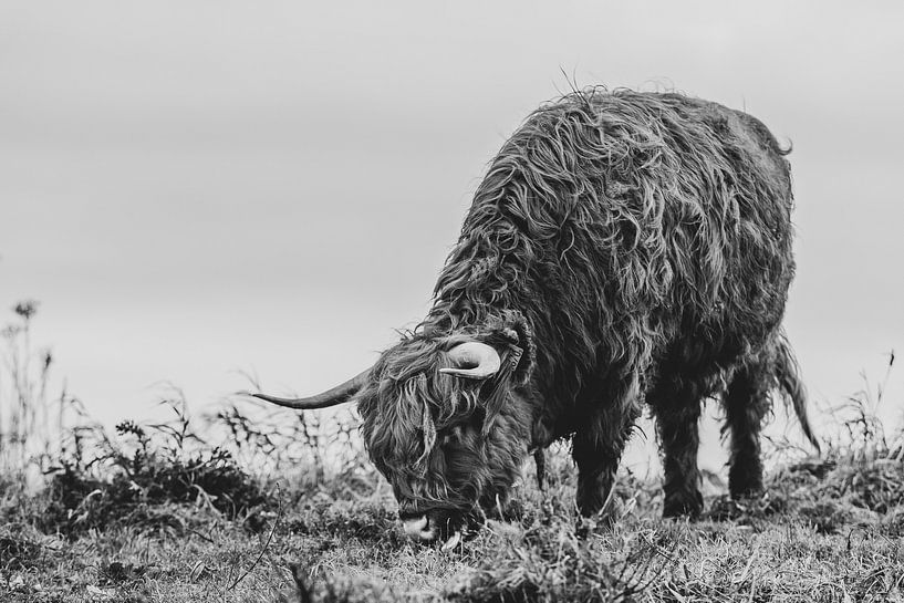 Scottish Highlander 2 by MdeJong Fotografie