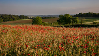 A poppy field in the evening light