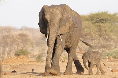 Elephant with young