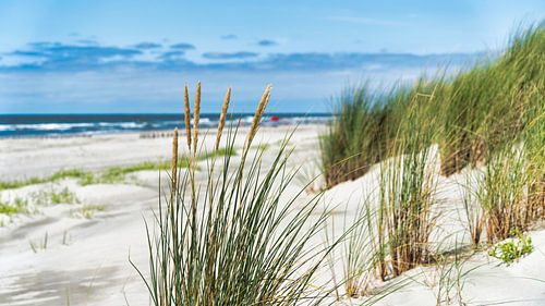 Ameland van Rein Vrugt