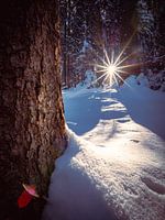 Sonnenstrahlen im Wald
